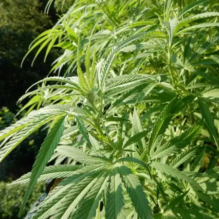 Passion Fruit - Outdoor