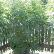Fruit Bomb Punch Outdoor - 26