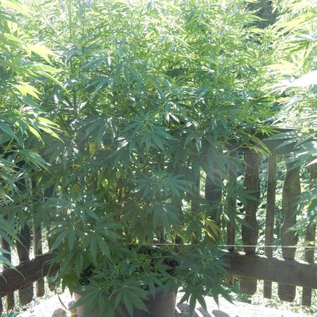 Fruit Bomb Punch Outdoor - 26