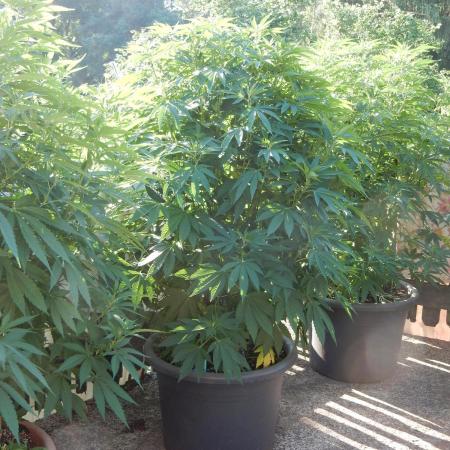 Blueberry - Outdoor 26
