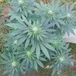 Ice Cream Haze (outdoor/indoor)