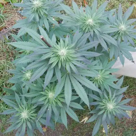 Ice Cream Haze (outdoor/indoor)