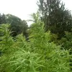 Passion Fruit - Outdoor