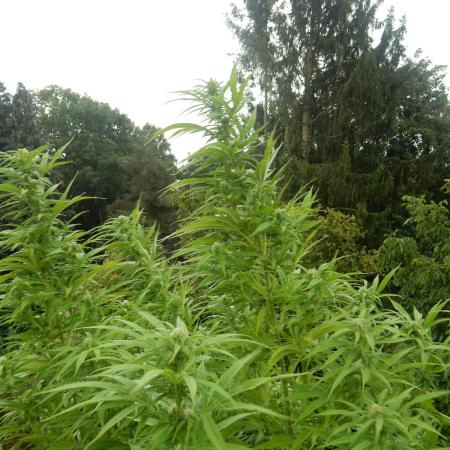 Passion Fruit - Outdoor