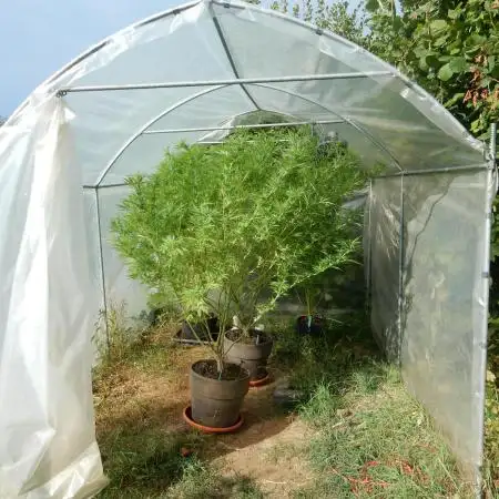 Strawberry Cough - A risky challenge!
