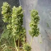 Candyland - Outdoor 26