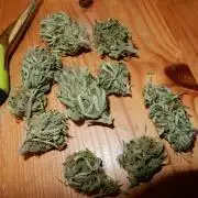 Passion Fruit - Outdoor