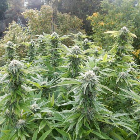 Blueberry - Outdoor 26