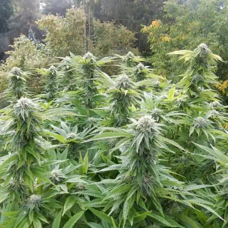 Blueberry - Outdoor 26