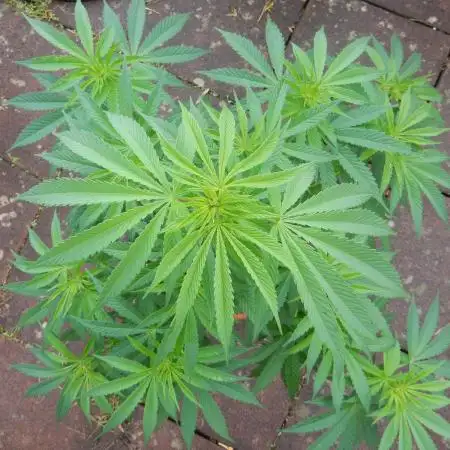 Ice Cream Haze (outdoor/indoor)