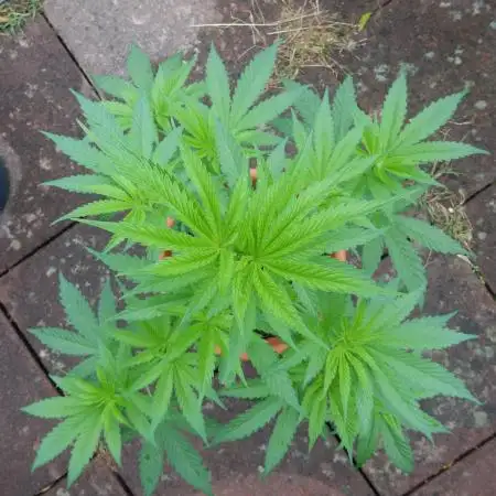 Ice Cream Haze (outdoor/indoor)