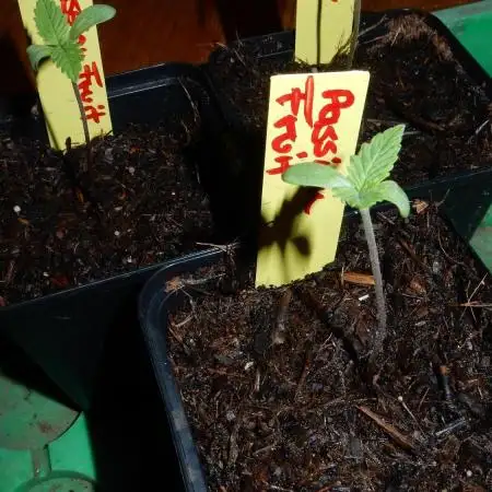 Passion Fruit - Outdoor