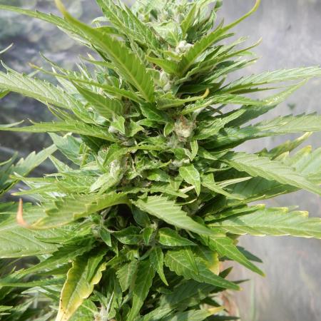 Candyland - Outdoor 26