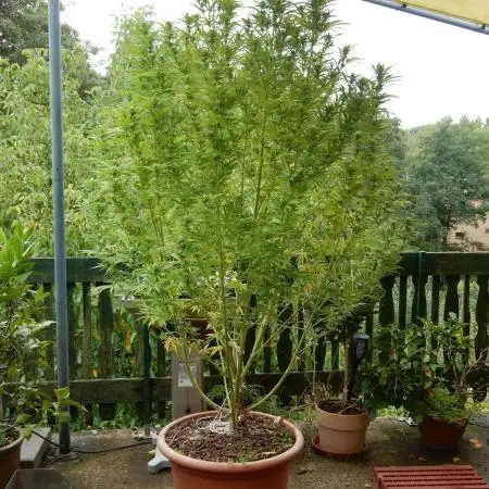 Passion Fruit - Outdoor