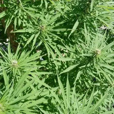 Durban Poison from Regulars