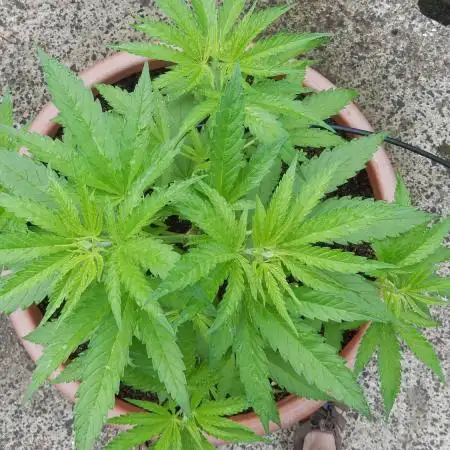 Passion Fruit - Outdoor