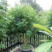 Fruit Bomb Punch Outdoor - 26