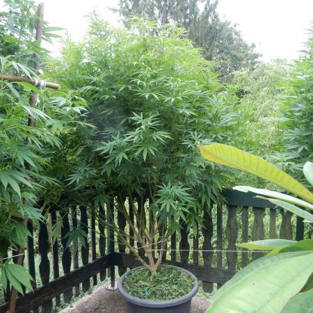 Fruit Bomb Punch Outdoor - 26