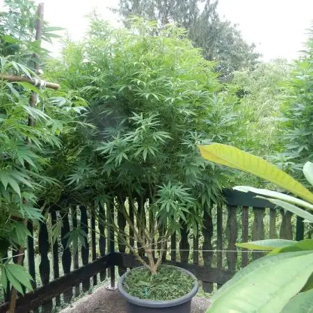 Fruit Bomb Punch Outdoor - 26