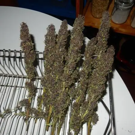 Durban Poison from Regulars