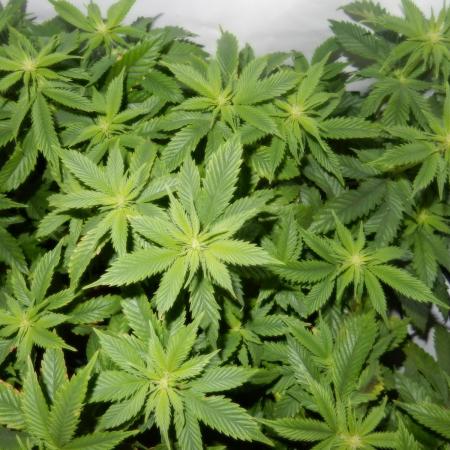 Euforia Winter-Grow from Clones