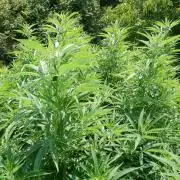 Fruit Bomb Punch Outdoor - 26