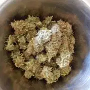 Sticky Broccoli Auto - EGC 2026