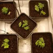 12/12 Euforia Grow from Clones