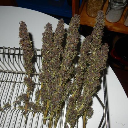 Durban Poison from Regulars