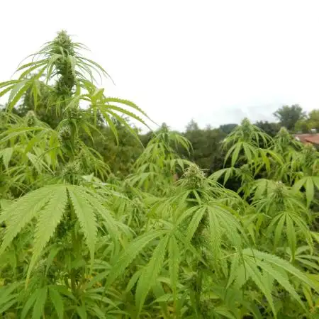 Hollands Hope - Oldschool Outdoor