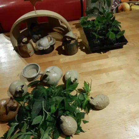 12/12 Euforia Grow from Clones