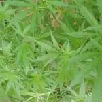 Strawberry Cough - A risky challenge!
