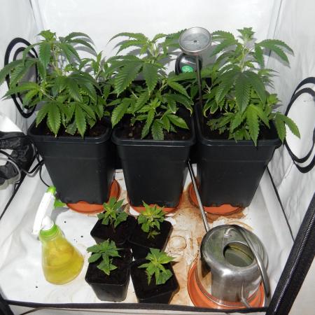 Euforia Winter-Grow from Clones