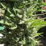 Auto Candy Bubatz XL Pyramid