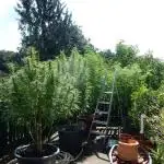 Passion Fruit - Outdoor