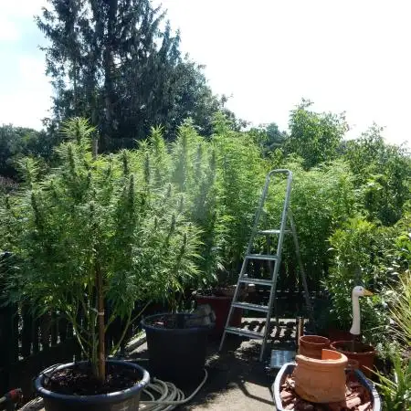 Passion Fruit - Outdoor