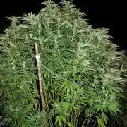 Blueberry - Outdoor 26