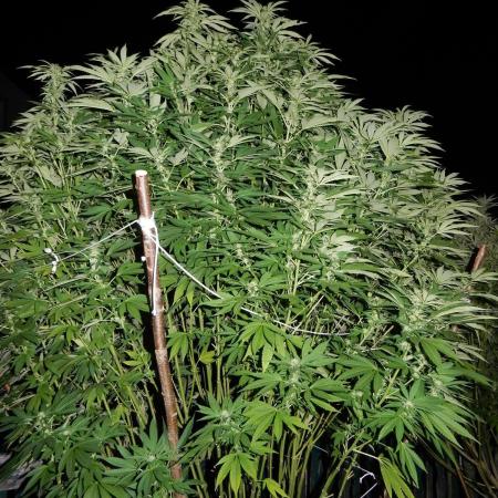 Blueberry - Outdoor 26