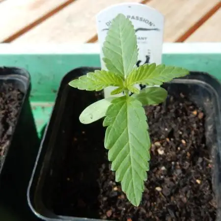 Ice Cream Haze (outdoor/indoor)