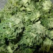 Blueberry - Outdoor 26