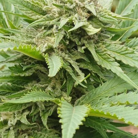 Hyseeds CriticalWhite, outdoor grow