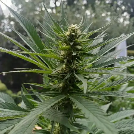 Hyseeds CriticalWhite, outdoor grow