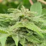 Hyseeds CriticalWhite, outdoor grow