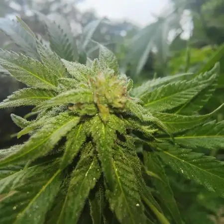 Hyseeds CriticalWhite, outdoor grow