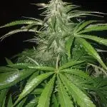 Hyseeds CriticalWhite, outdoor grow