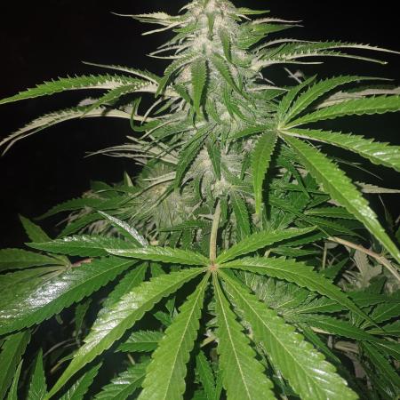 Hyseeds CriticalWhite, outdoor grow