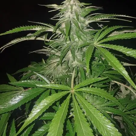 Hyseeds CriticalWhite, outdoor grow