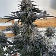 RS11 x Sour Face / Serious Happiness