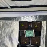 Mixed Sensi Breeding grounds seeds