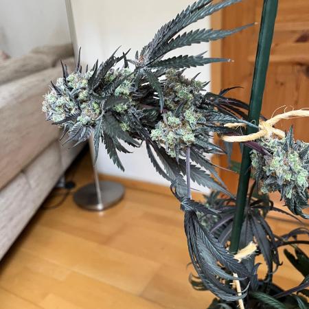 Mixed Sensi Breeding grounds seeds